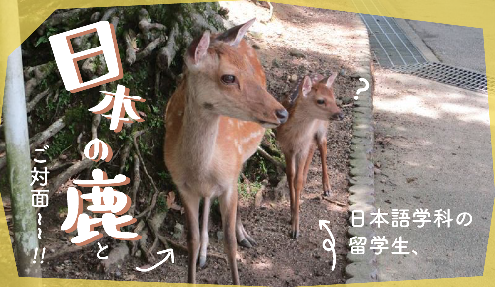 日本語学科の留学生、日本の鹿とご対面～！！